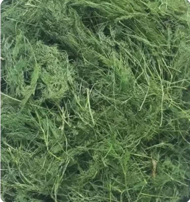 تصویر 3 از فروش عمده شوید خشک برای صنایع غذایی + تحویل فوری و قیمت مناسب
