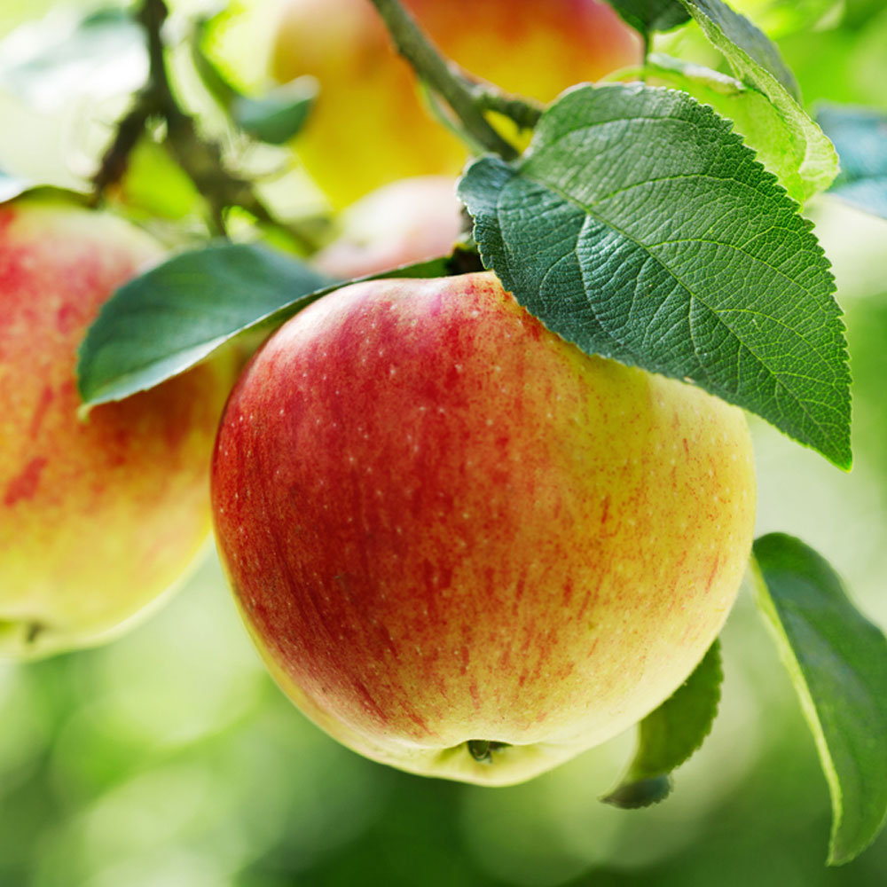 خرید سیب گالا ارگانیگ کرج + خرید عالی