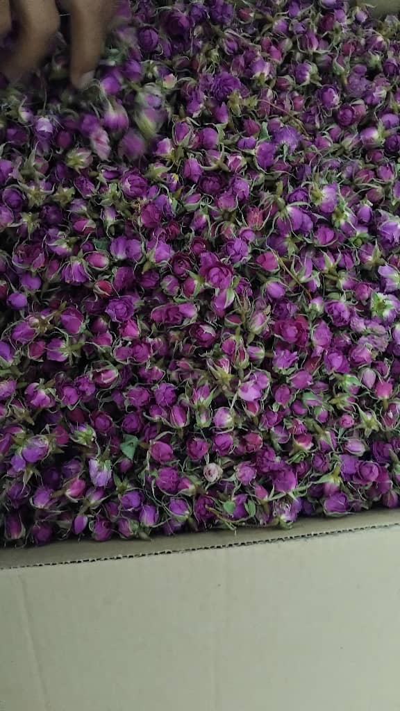 فروش عمده غنچه گل محمدی صادراتی + ارسال فوری
