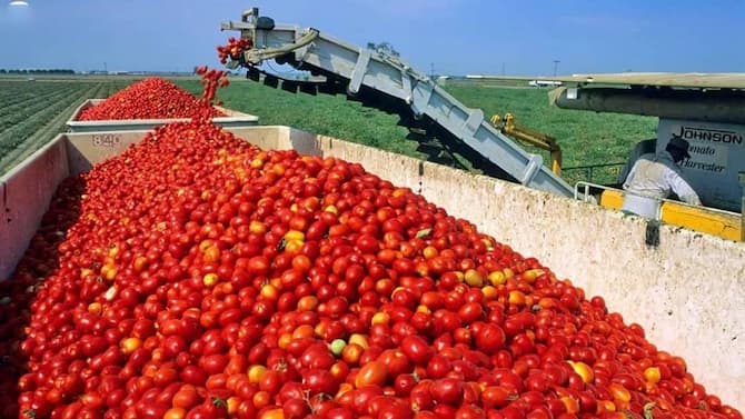 تصویر 1 از فروش بهترین مارک ایرانی رب گوجه درجه یک