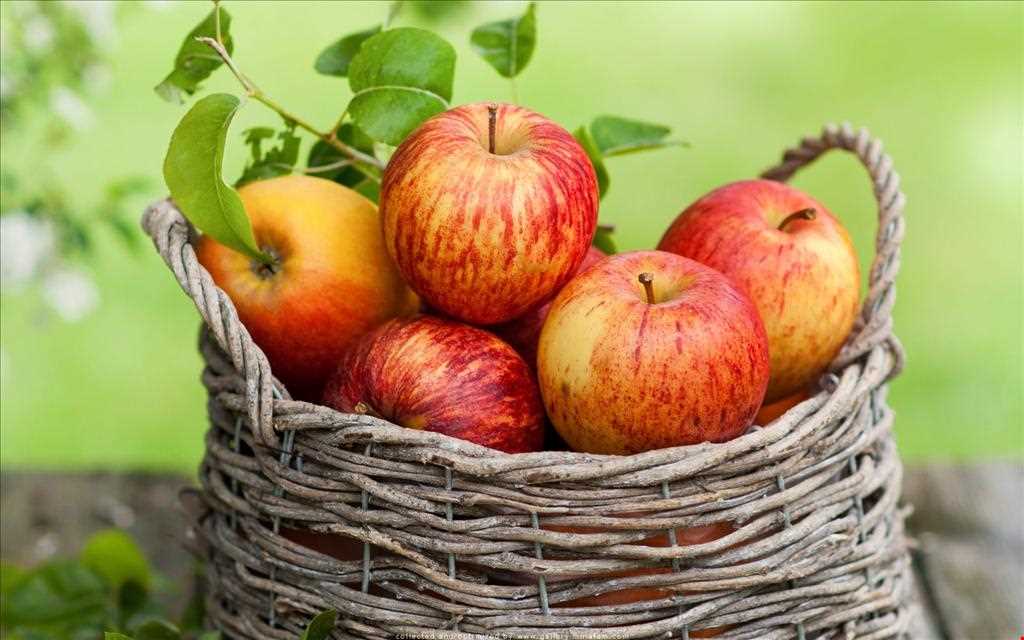 خرید سیب گالا ارگانیگ سمیرم + خرید عمده
