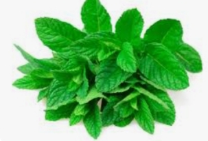 تصویر 2 از عرق نعنای دوآتشه زرین + قیمت عالی