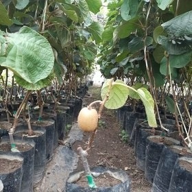 تصویر 2 از فروش نهال کیوی توسرخ مازندران + نهال کیوی قرمز
