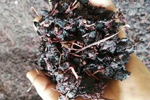 تصویر 1 از فروش مستقیم تفاله انگور + خرید فوری