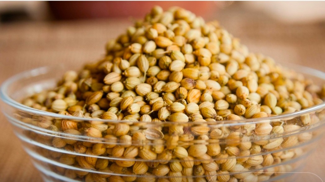 تصویر 1 از خرید گشنیز (گریدB) از کشاورزان کنگاور و حومه