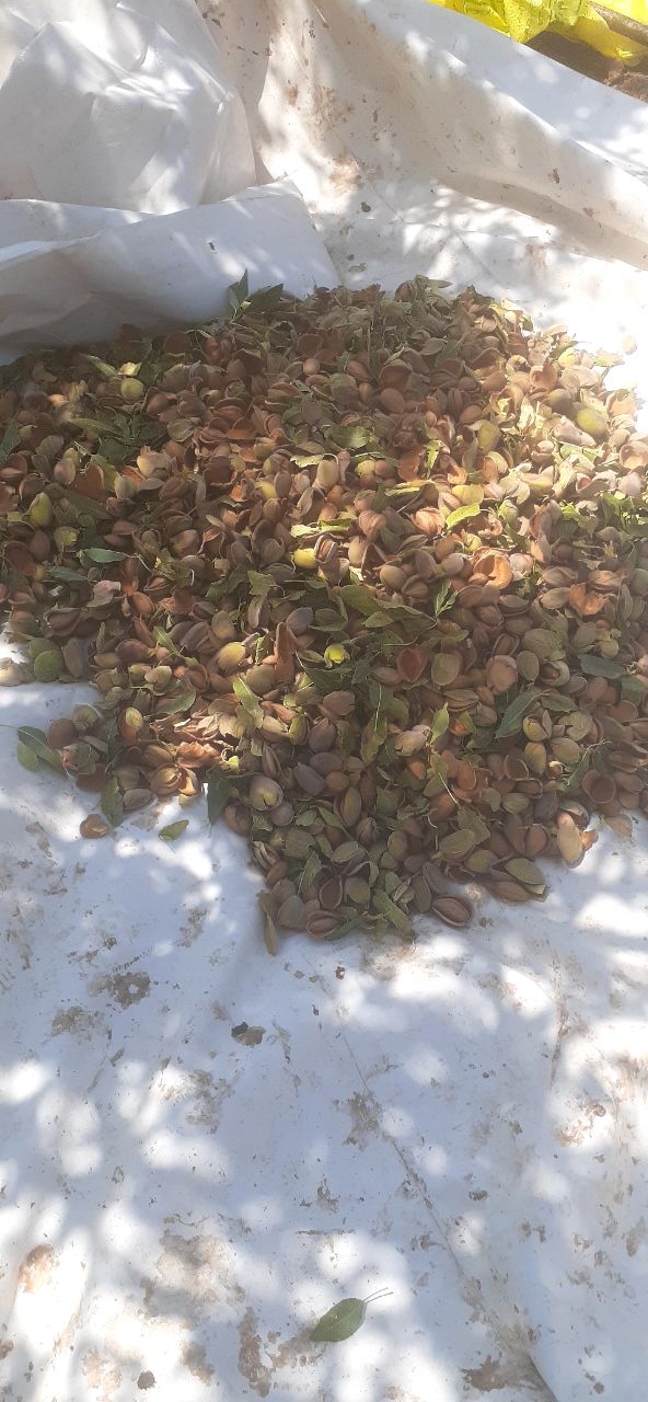 تصویر 3 از فروش به صرفه بادام مامایی