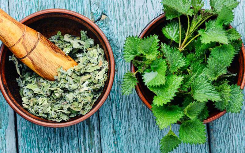 گزنه خشک گنجینه سبز طبیعت با قیمت استثنایی