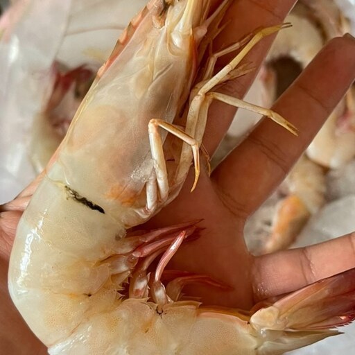 تصویر 2 از قیمت خرید آنلاین میگو بوشهر درشت و صورتی