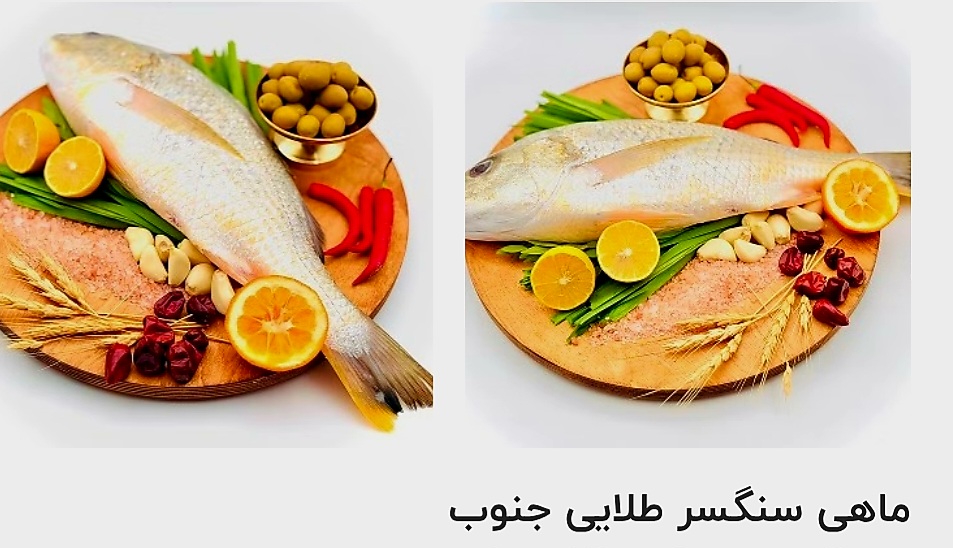 تصویر 1 از قیمت خرید آنلاین ماهی سنگسر طلایی جنوب