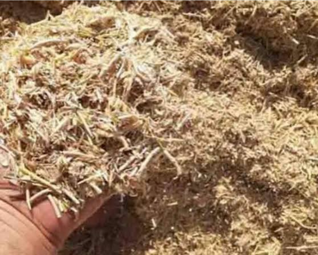 فروش به صرفه کاه لوبیا مرغوب اراک