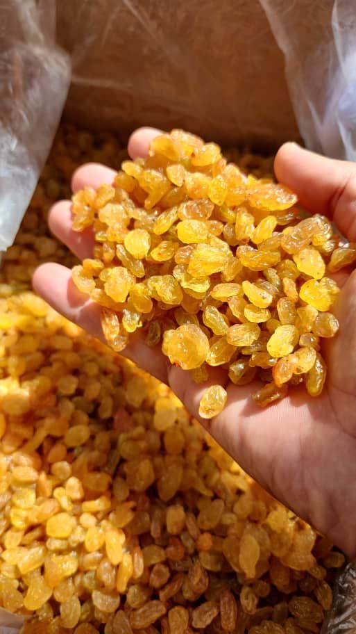 قیمت مرغوبترین کشمش تازه گلدن بناب