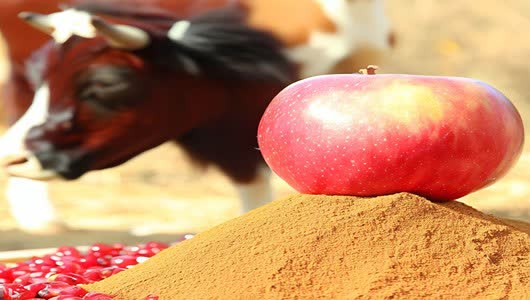 تصویر 1 از توزیع تفاله سیب