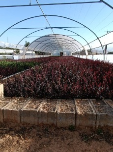 تصویر 3 از نهال زرشک برای صادرات + نهال زرشک صادراتی