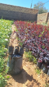 تصویر 1 از نهال زرشک برای صادرات + نهال زرشک صادراتی