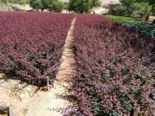 تصویر 5 از نهال زرشک برای صادرات + نهال زرشک صادراتی