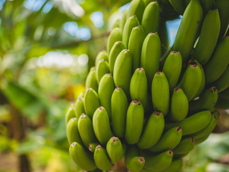 تصویر 4 از فروش نهال موز کاوندیش + نهال موز صادراتی