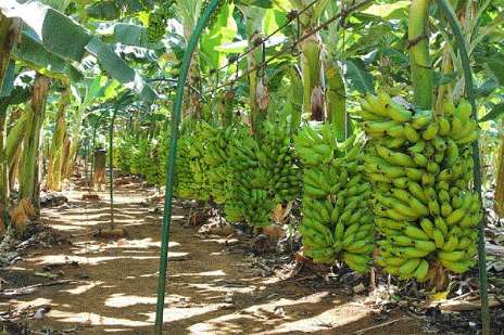 تصویر 3 از فروش نهال موز کاوندیش + نهال موز صادراتی