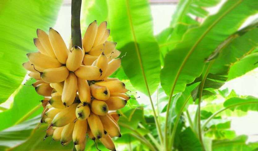تصویر 1 از فروش نهال موز کاوندیش + نهال موز صادراتی