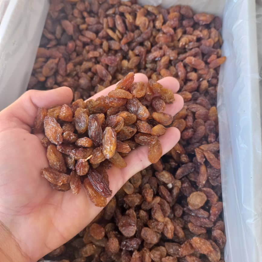 تصویر 1 از قیمت مناسب مويز شیرازی + فروش عمده