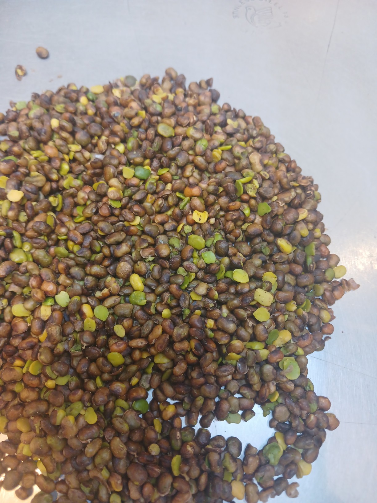 تصویر 1 از مغز بنه کوهی + قيمت عالی