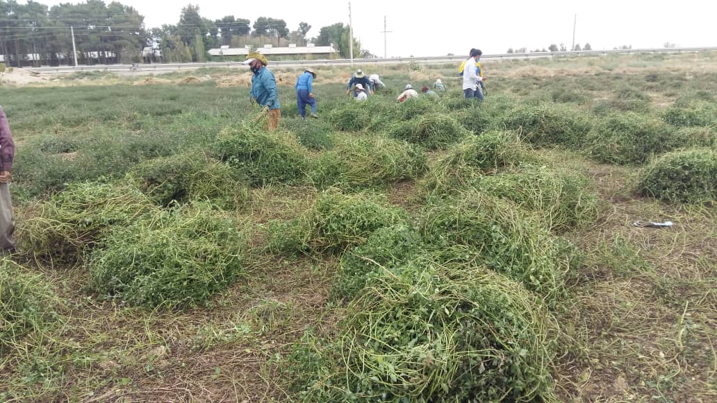 تصویر 2 از 🌱 قیمت عمده نعناع فلفلی بحال خود + محصولی کامل و پرکاربرد