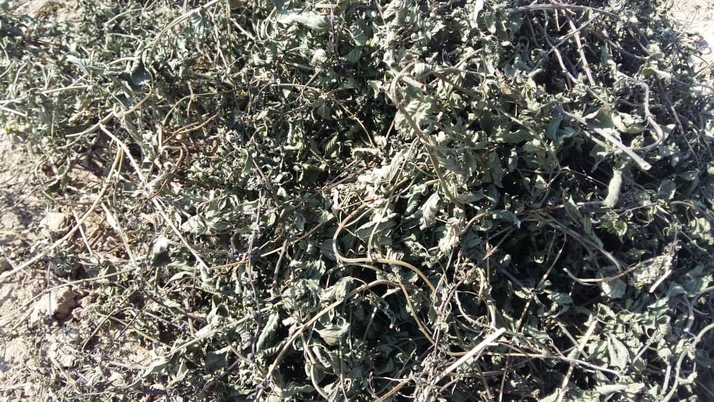 تصویر 4 از 🌱 قیمت عمده نعناع فلفلی بحال خود + محصولی کامل و پرکاربرد