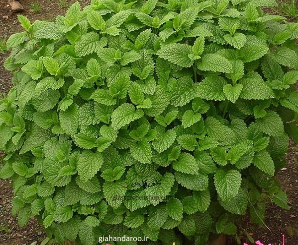 فروش عمده بادرنجبویه بحال خود + انتخابی کاربردی برای مصارف دارویی و صادراتی
