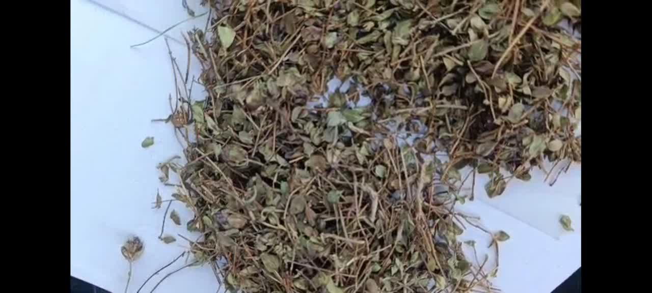 تصویر 1 از فروش عمده آویشن شیرازی بحال خود + محصولی کامل برای بازار های داخلی و خارجی