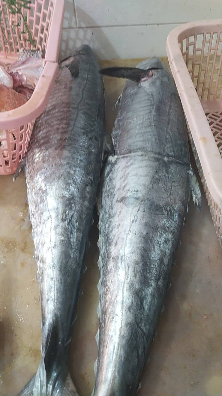 تصویر 1 از قیمت ماهی روز شیر جنوب