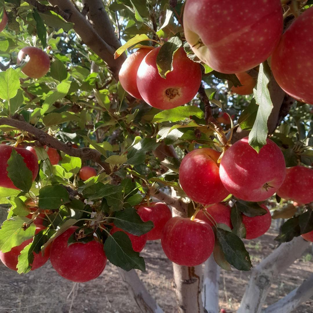 تصویر 1 از فروش سیب قرمز صادراتی