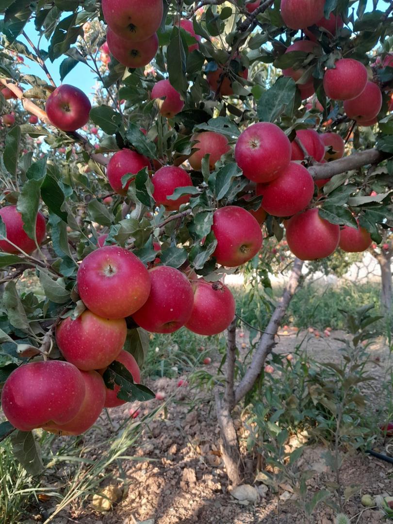 تصویر 2 از خرید و فروش سیب ارومیه با کیفیت