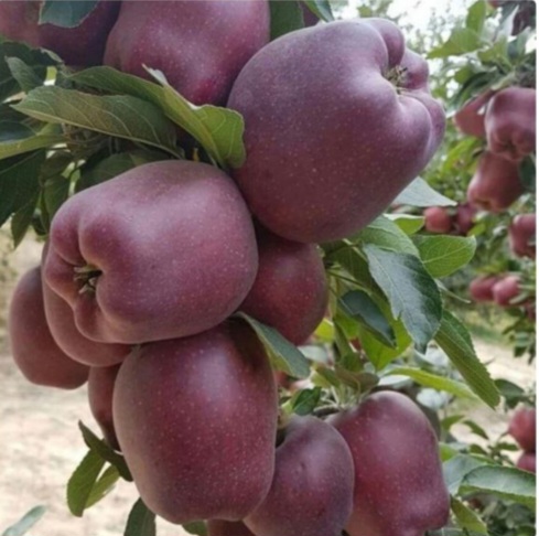 تصویر 3 از خرید و فروش سیب ارومیه با کیفیت