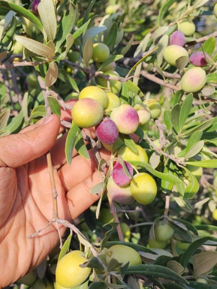 تصویر 1 از خرید عمده روغن زیتون بدون بو اصل