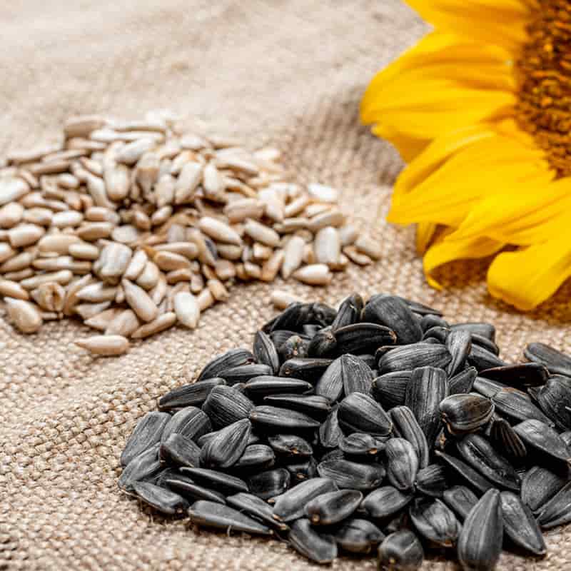 تصویر 1 از قیمت خرید تخمه آفتابگردان شور با فروش عمده
