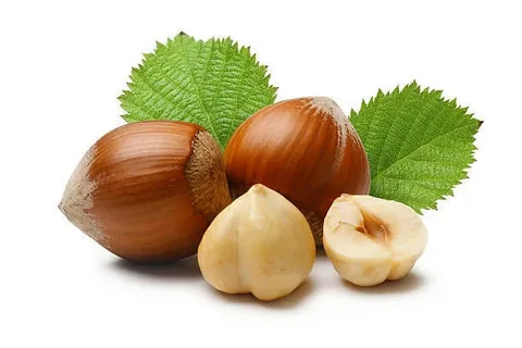 تصویر 5 از خرید و قیمت فندق تازه + فروش عمده