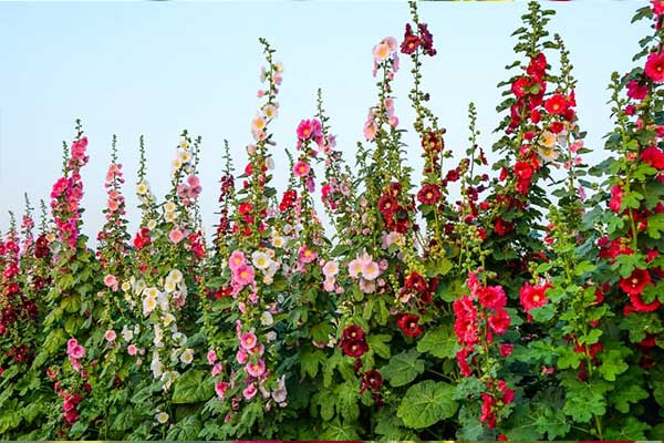 تصویر 1 از خرید و فروش عمده گل ختمی رنگی صادراتی + جذاب و کاربردی