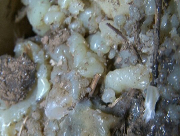 خرید و فروش عمده آنغوزه  گیاهی با خواص دارویی فوق‌ العاده