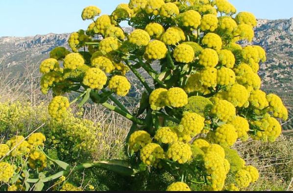 تصویر 2 از خرید و فروش عمده آنغوزه  گیاهی با خواص دارویی فوق‌ العاده