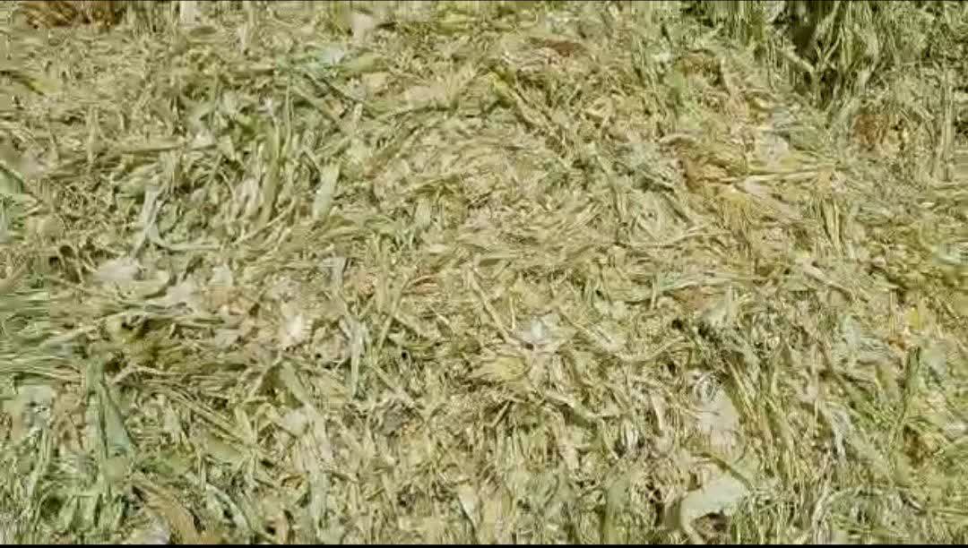 تصویر 1 از تفاله ذرت عمده