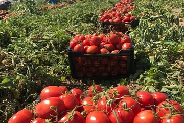 رب گوجه فرنگی بدون نمک با طعمی طبیعی و تازه