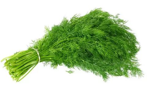 تصویر 5 از خرید شوید خشک بلغور + قیمت فروش استثنایی