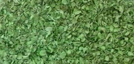 تصویر 4 از خرید و فروش عمده آویشن شیرازی برگ صادراتی با عطر و کیفیت بی‌ نظیر