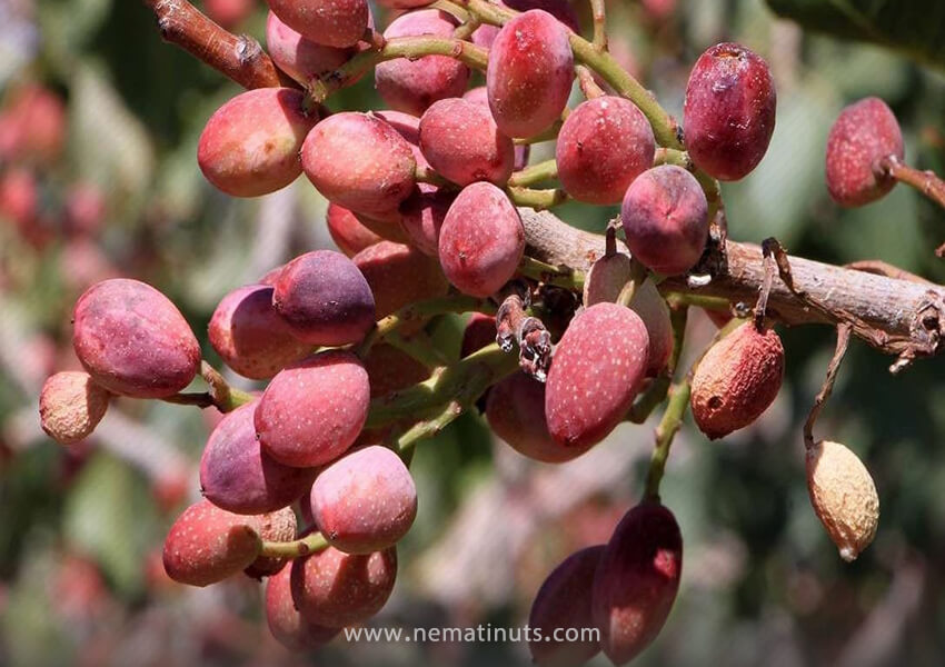 تصویر 5 از قیمت پسته کرمان + خرید باور نکردنی