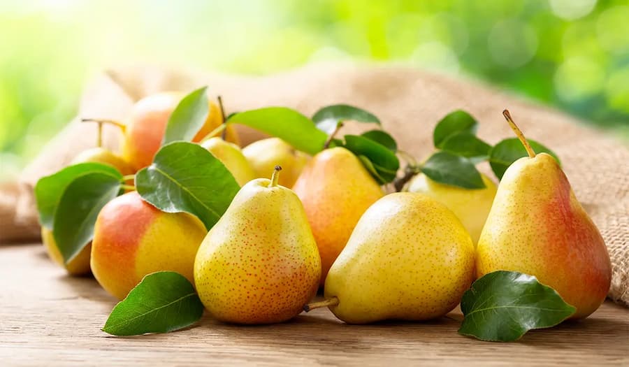 تصویر 3 از قیمت خرید گلابی جنگلی مازندران با فروش عمده
