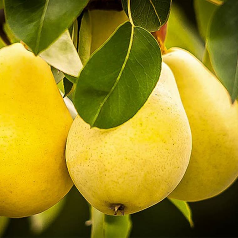 تصویر 5 از قیمت خرید گلابی جنگلی مازندران با فروش عمده