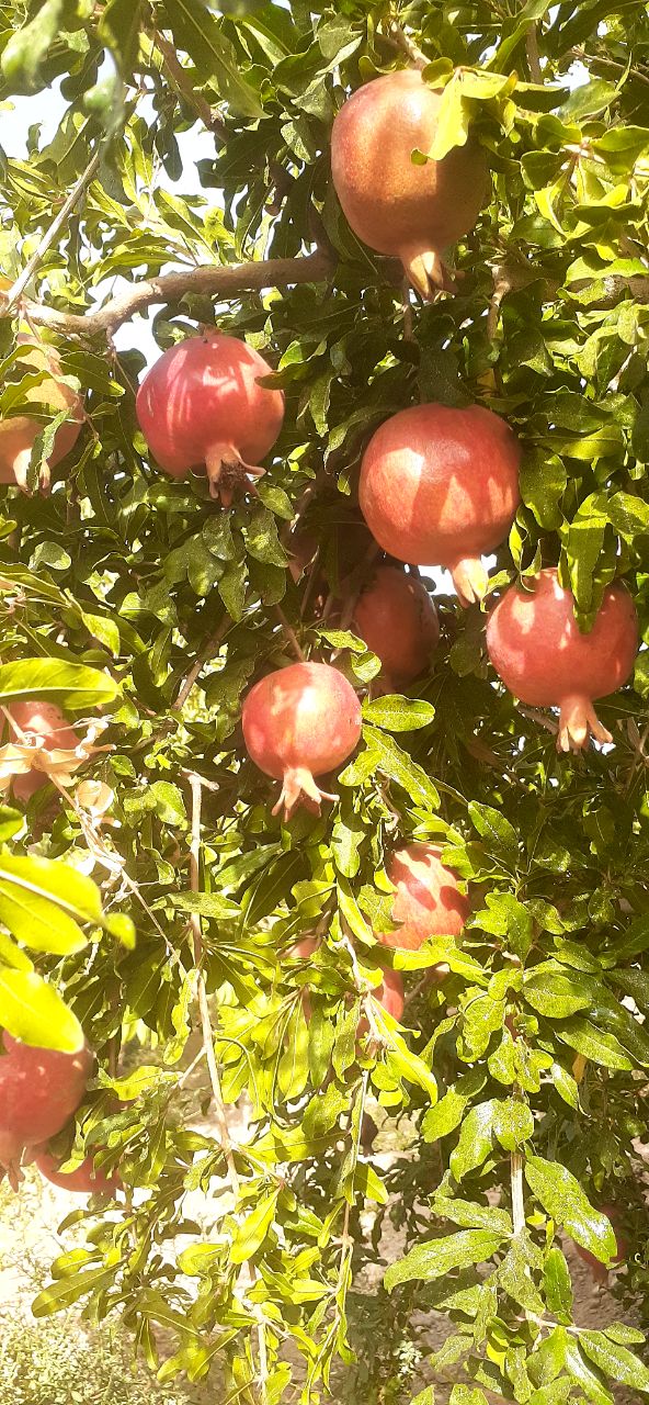 تصویر 2 از قیمت ویژه انار ساوه