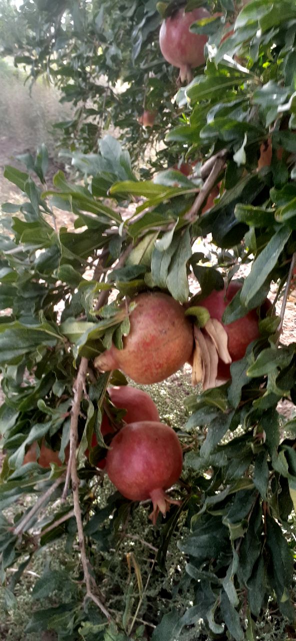 تصویر 1 از قیمت ویژه انار ساوه