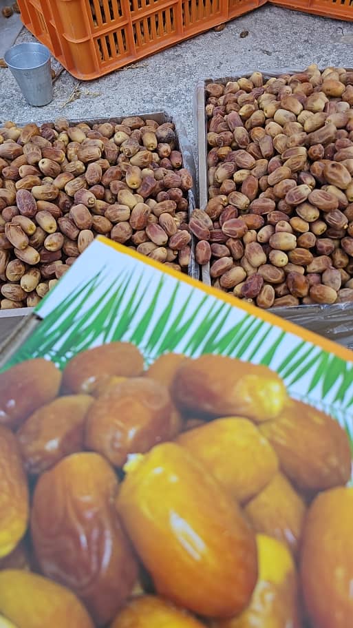 تصویر 6 از فروش فوری خرمای زاهدی قصب قیمت استثنایی