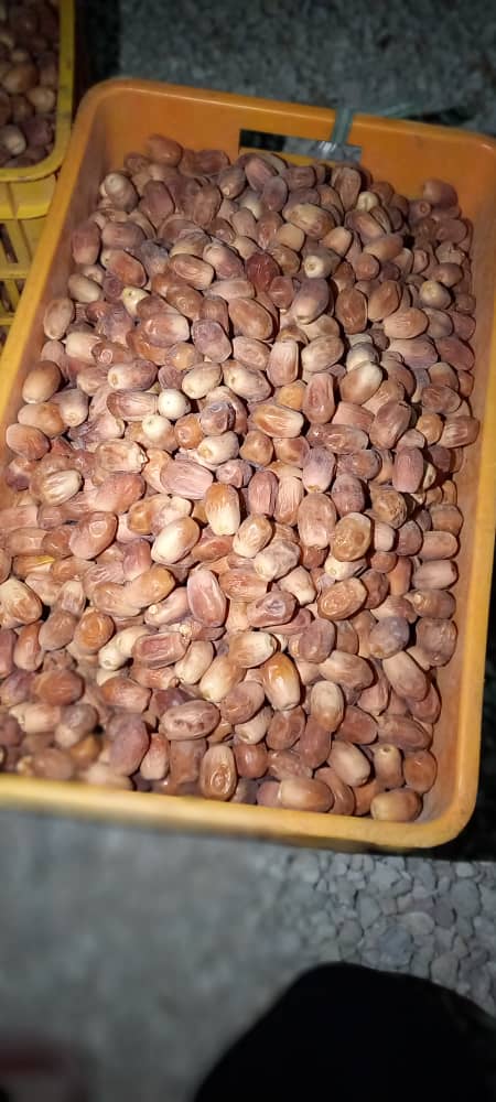 تصویر 1 از فروش فوری خرمای زاهدی قصب قیمت استثنایی