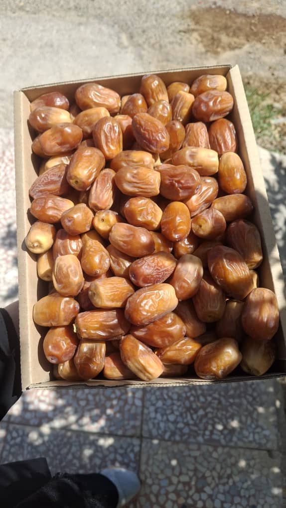 تصویر 4 از فروش فوری خرمای زاهدی قصب قیمت استثنایی
